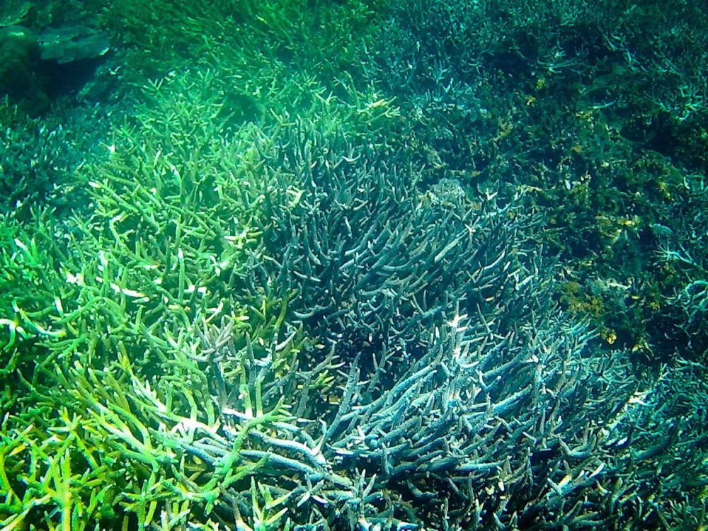Twin-Reef-Port-Barton