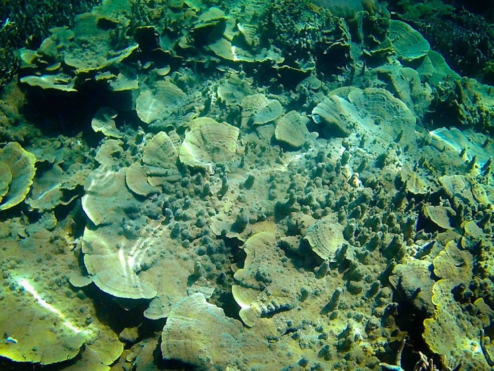 Twin-Reef-Port-Barton