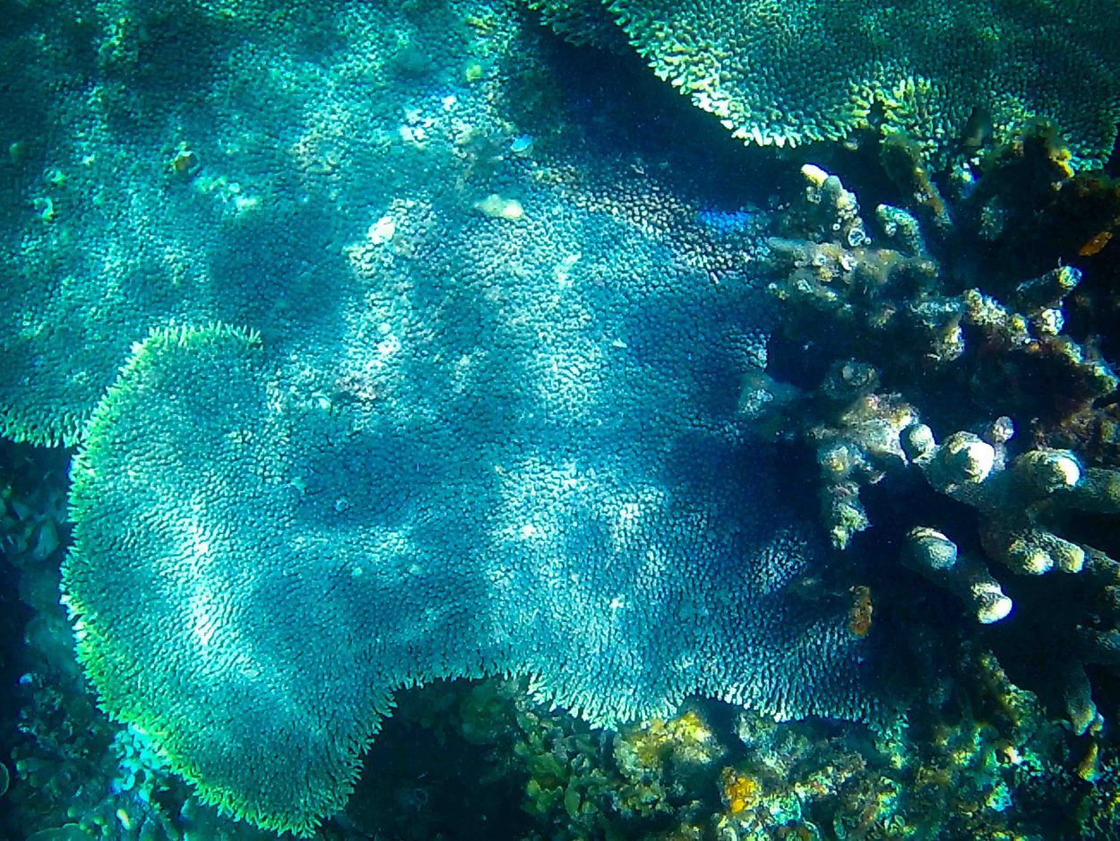 Twin-Reef-Port-Barton
