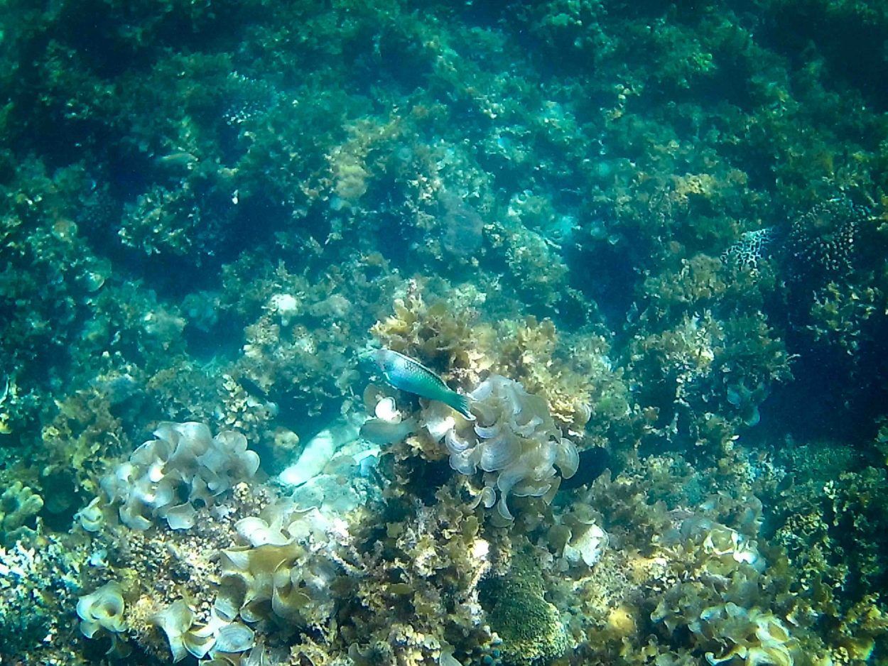 Twin-Reef-Port-Barton