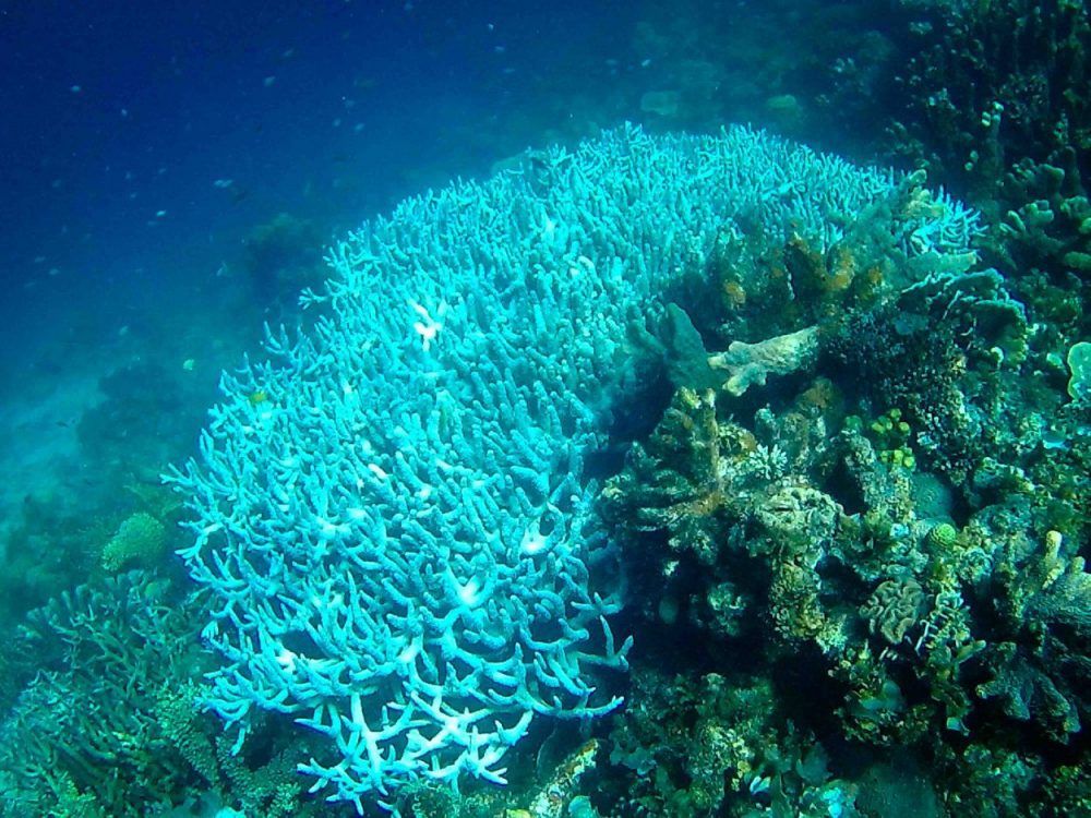 Twin-Reef-Port-Barton