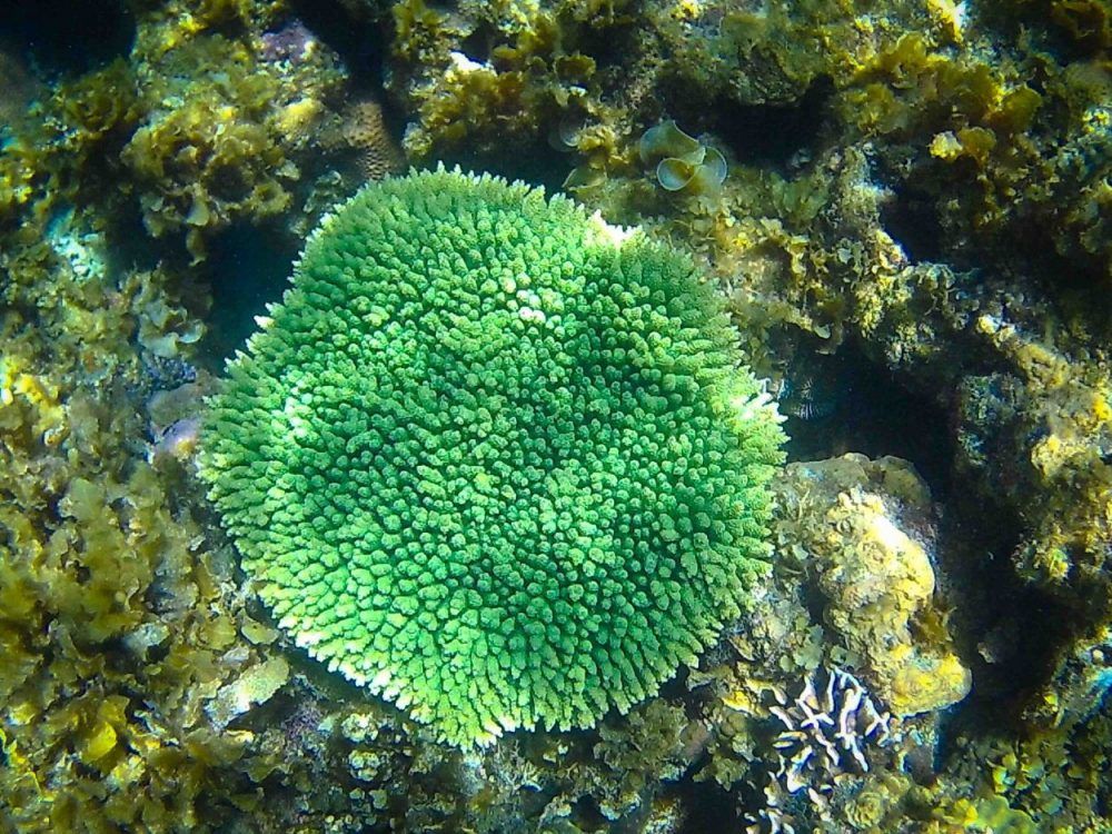 Twin-Reef-Port-Barton