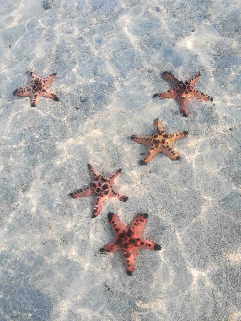 Starfish-Island
