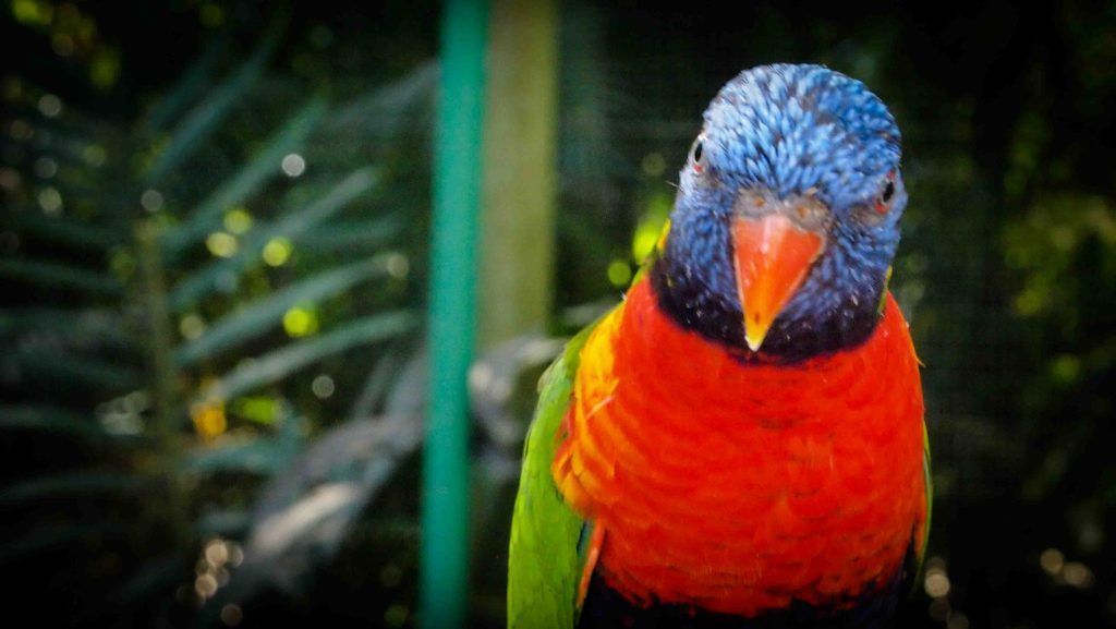 Swainson's-Lorikeet-Guadalupe