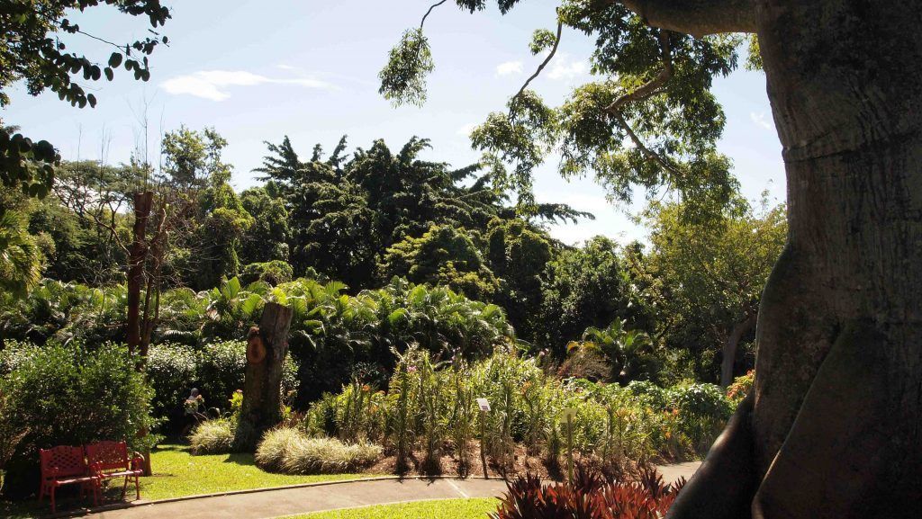 JJardin-Botanico- Deshaies-Guadalupe