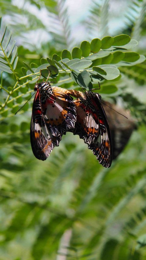 Habitat Butterflies Conservation Center