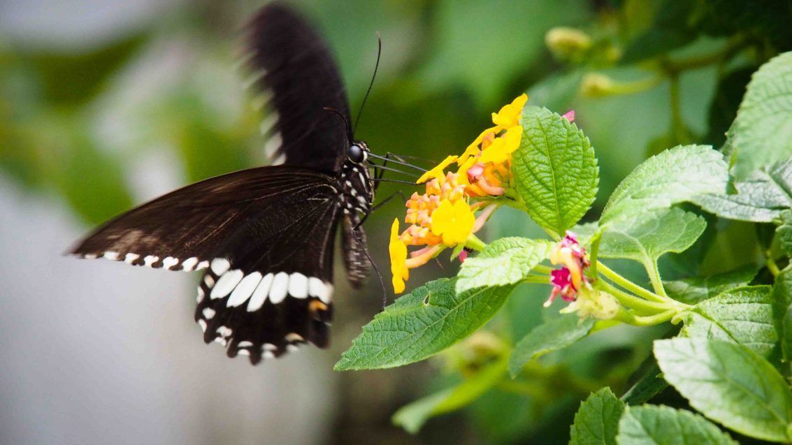 Habitat Butterflies Conservation Center