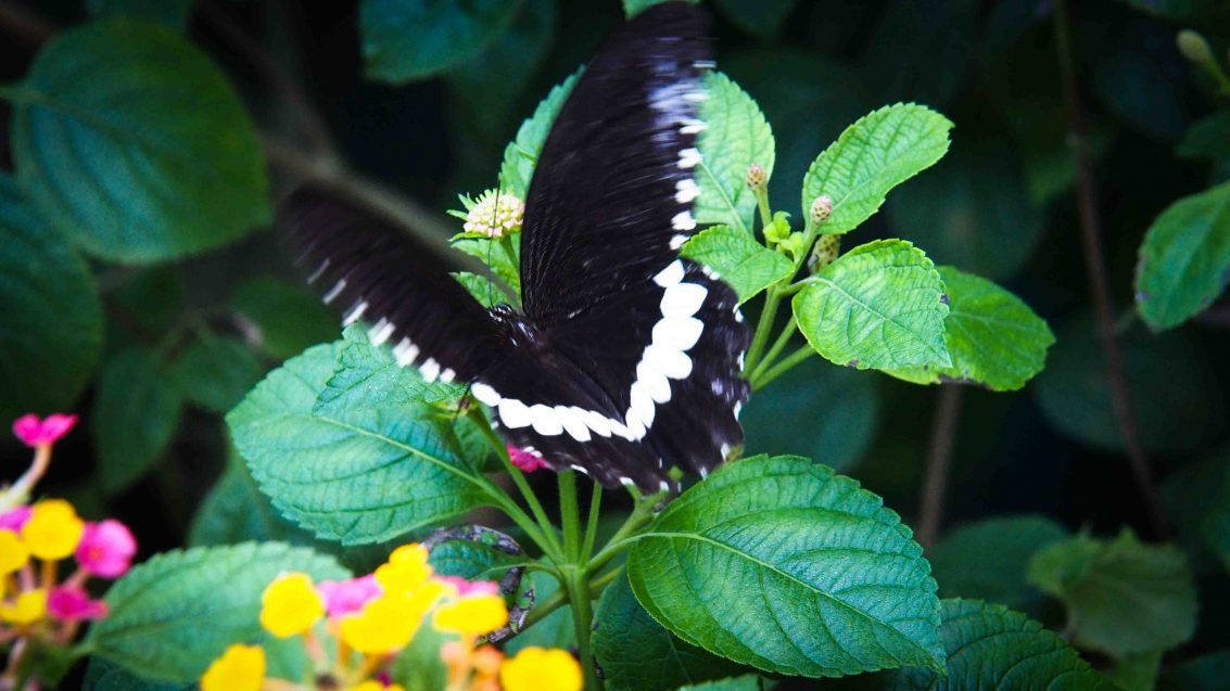 Habitat Butterflies Conservation Center Bohol