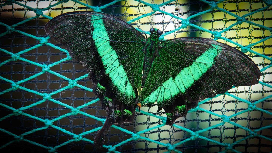 Habitat Butterflies Conservation Center