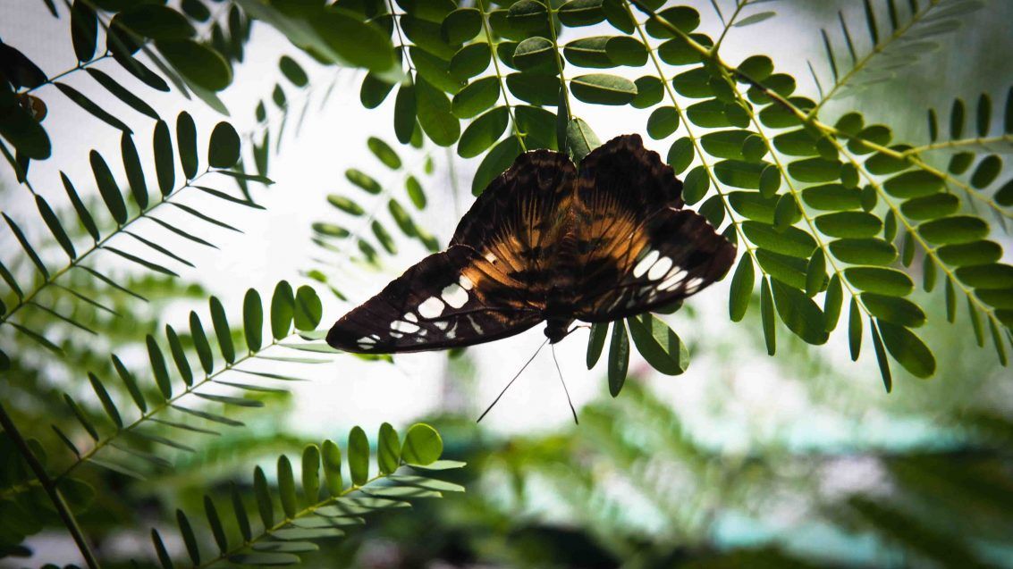 Habitat Butterflies Conservation Center