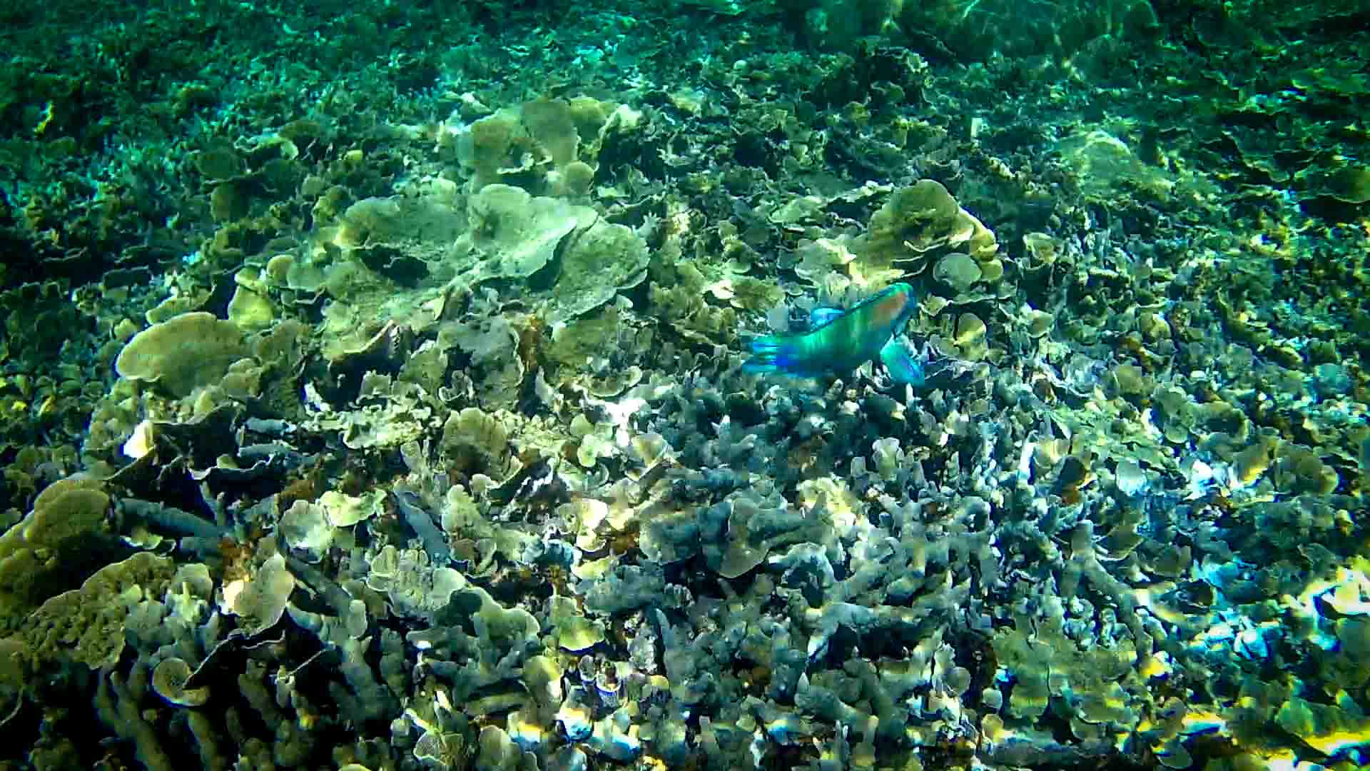 BALICASAG