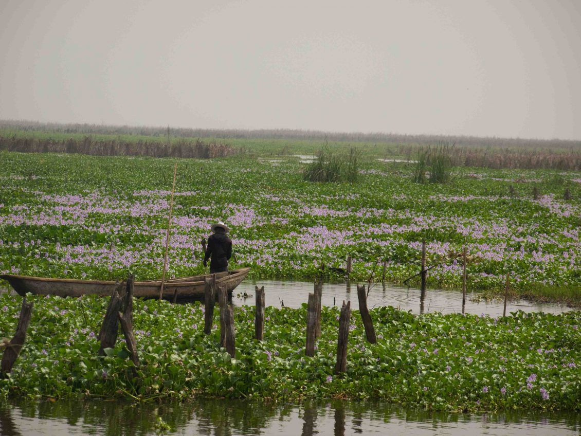 Jacintos -de-Agua-en-el-Lago-Nokue-Benin