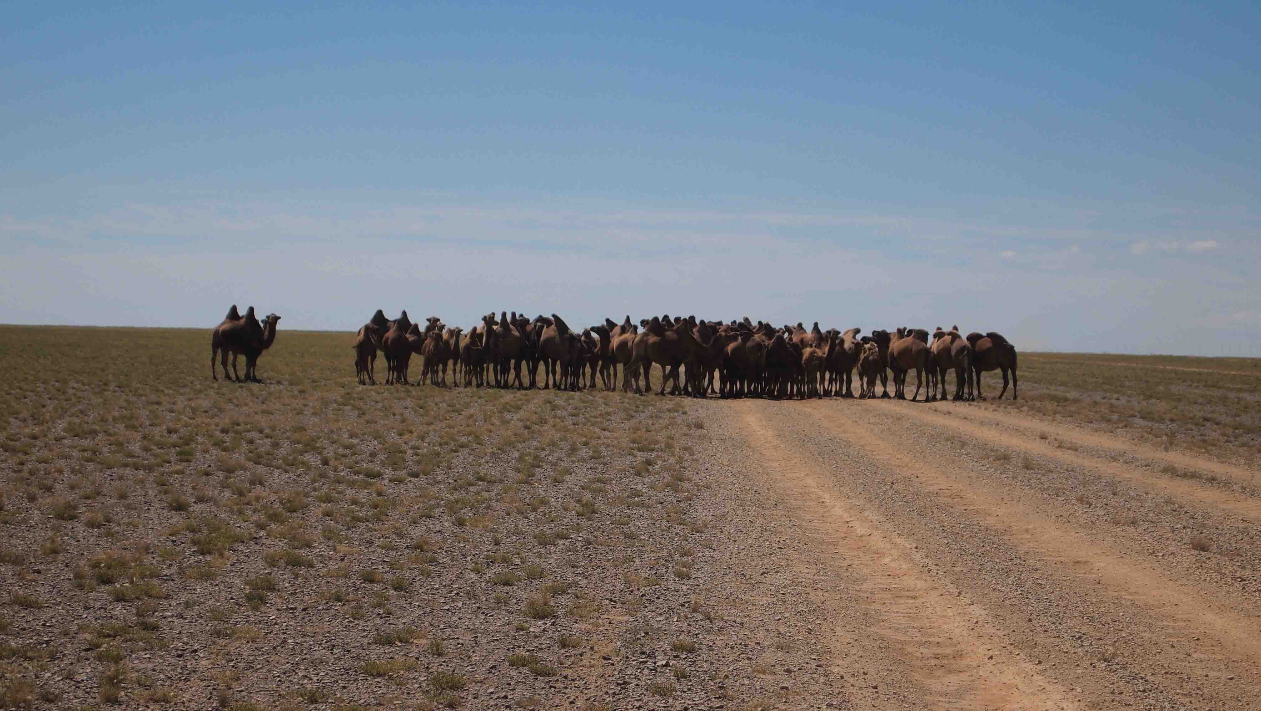que-ver-desierto-gobi-mongolia