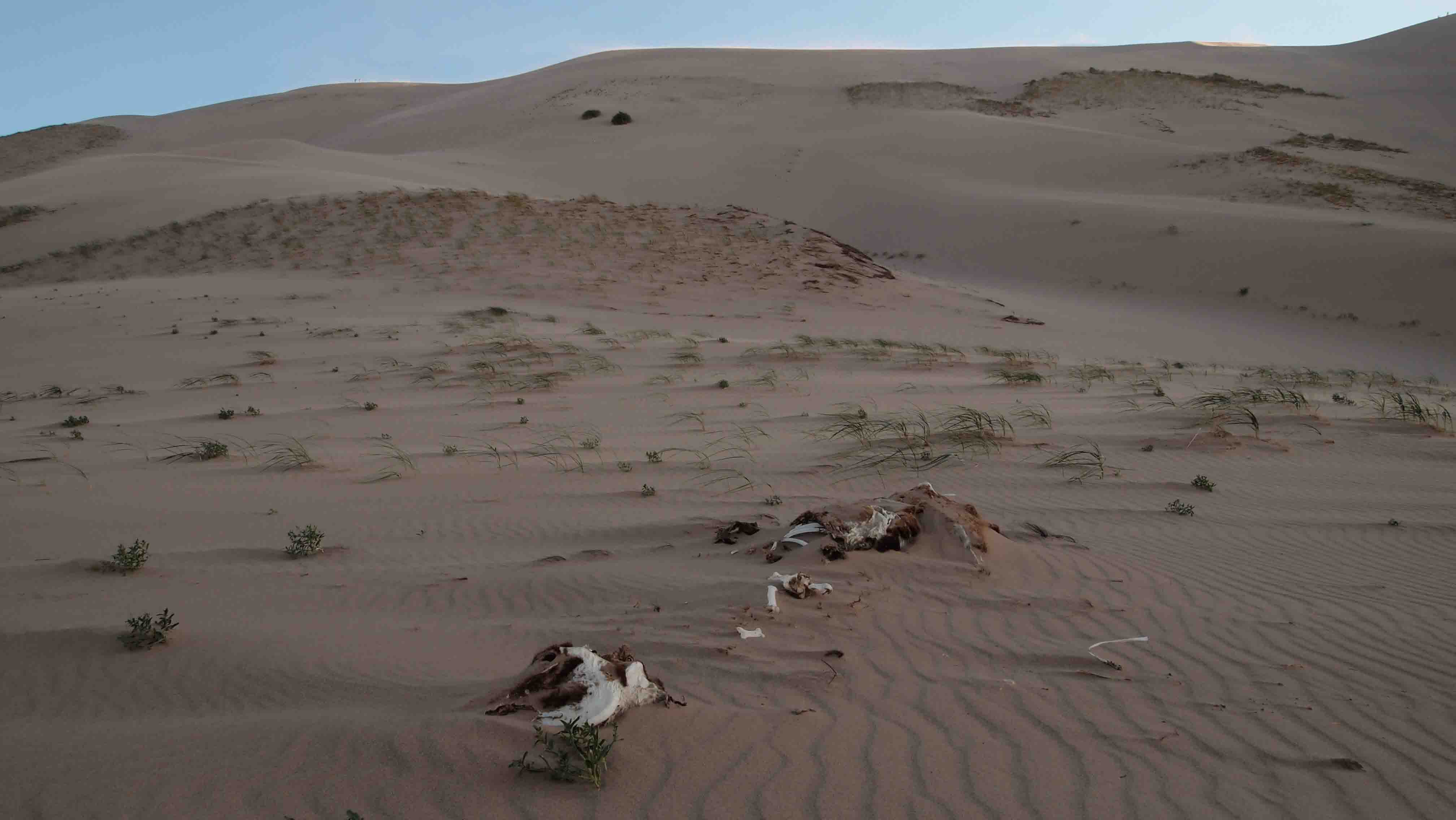que-ver-en-el-desierto-gobi-dunas-Khongoryn-Els