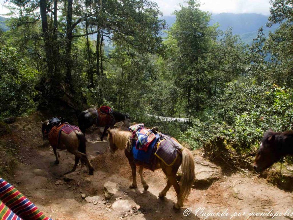 trekking-el-nido-del-tigre-butan