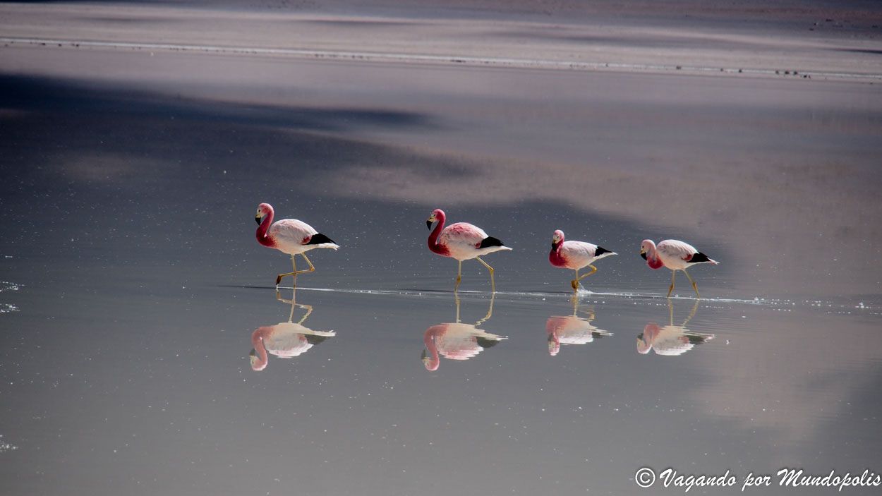 laguna-blanca-bolivia