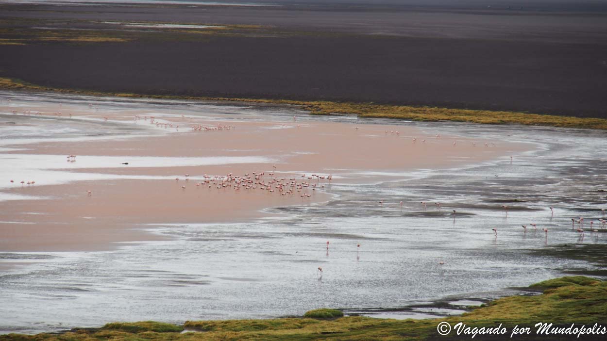 laguna-colorada-bolivia