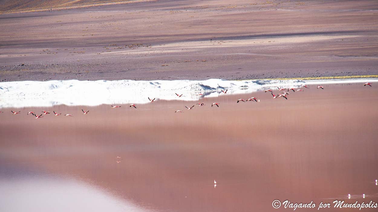 laguna-colorada-bolivia
