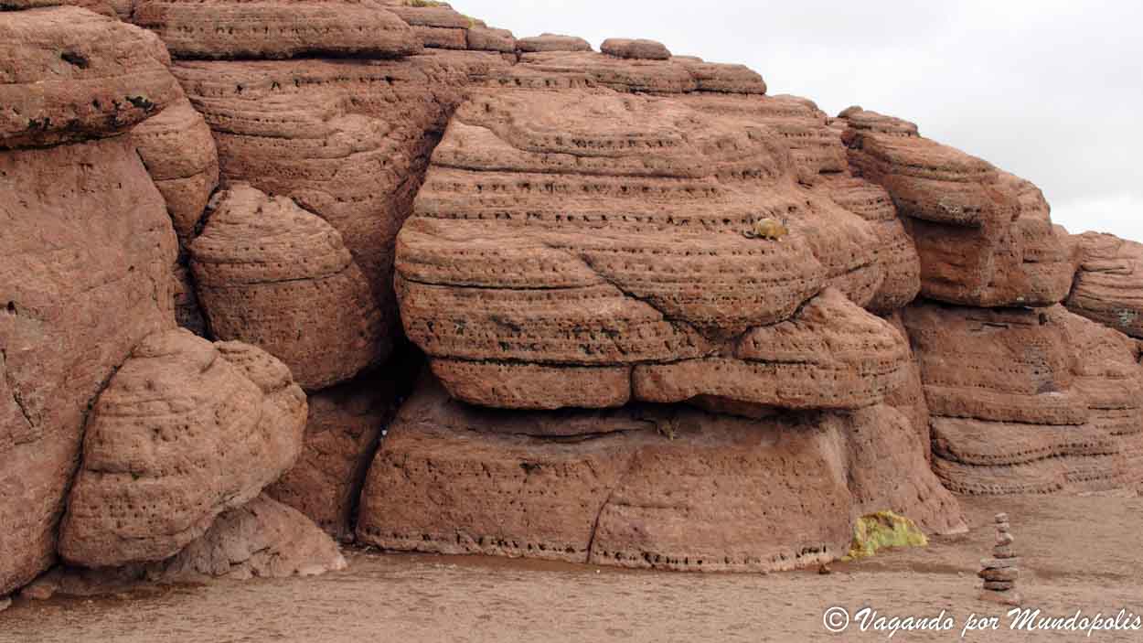 vizcachas-desierto-de-siloli