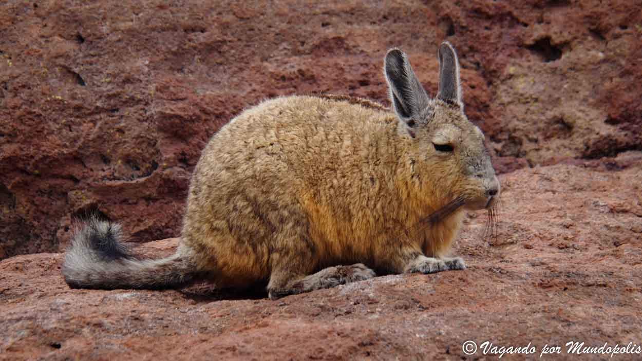 vizcachas-desierto-de-siloli