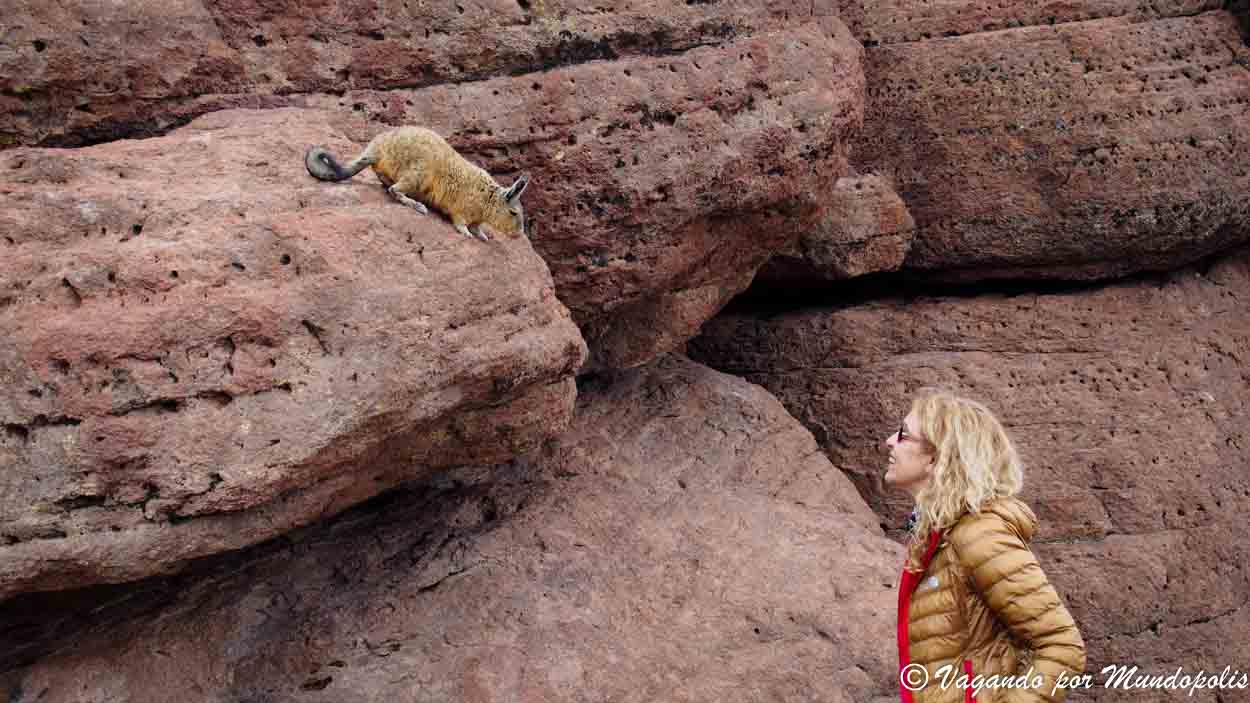 vizcachas-desierto-de-siloli