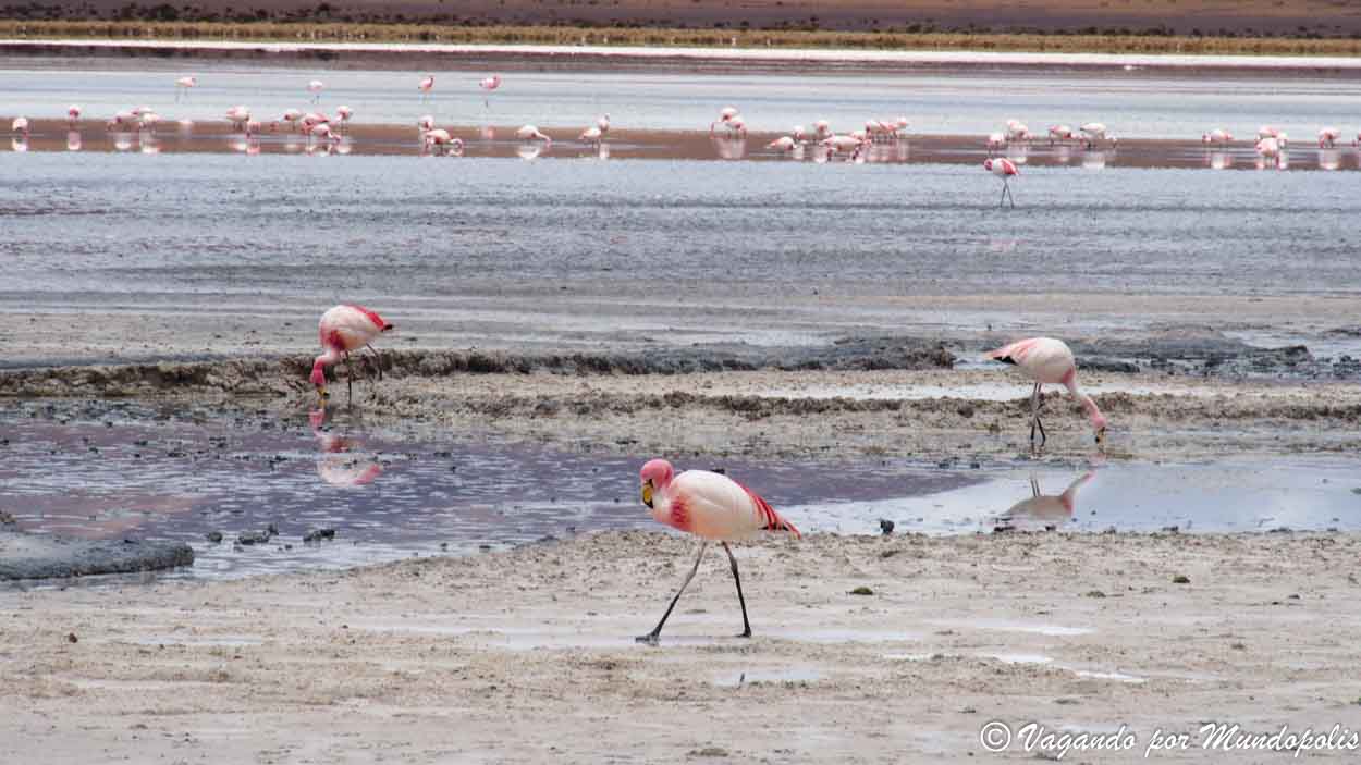 laguna-hedionda-bolivia