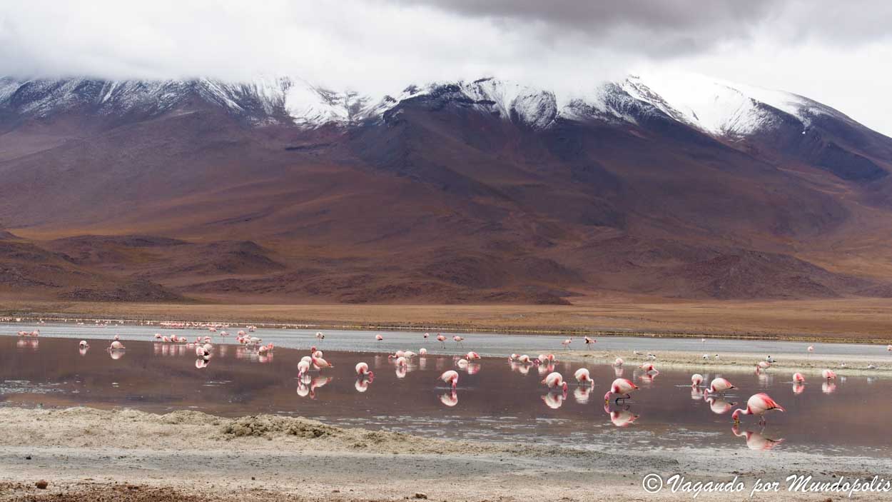 laguna-hedionda-bolivia