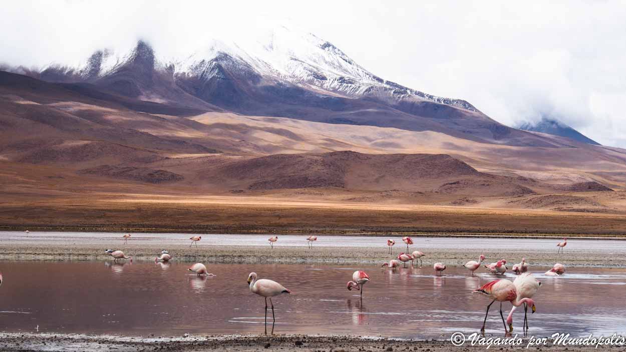 laguna-hedionda-bolivia