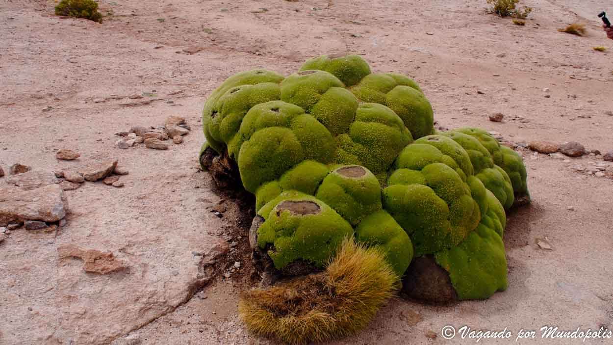 llareta-bolivia