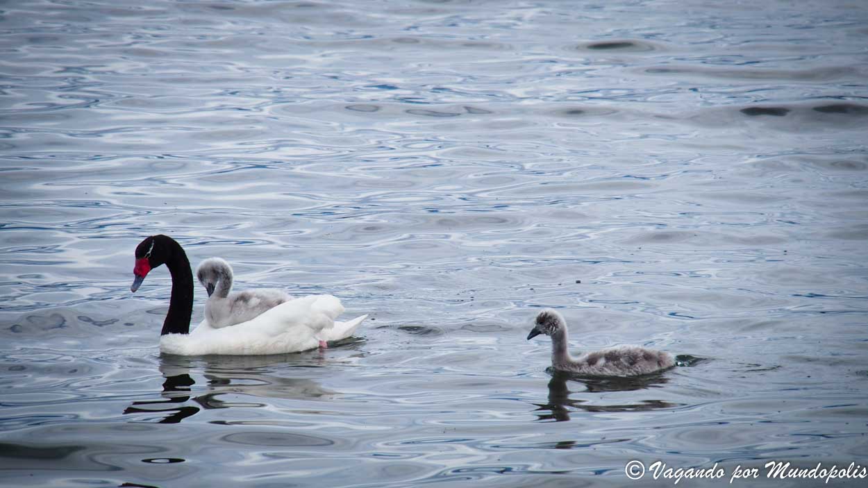 cisnes-cuello-negro-puerto-natales