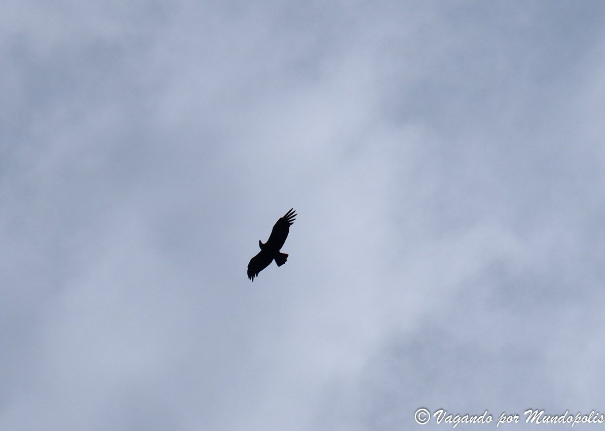 condor