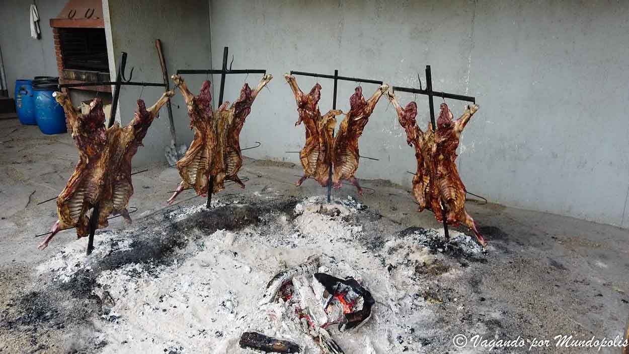 cordero-patagonico