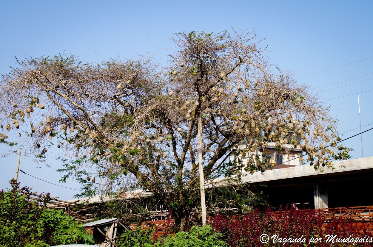 aeropuerto-bahir-dar-nidos-tejedores