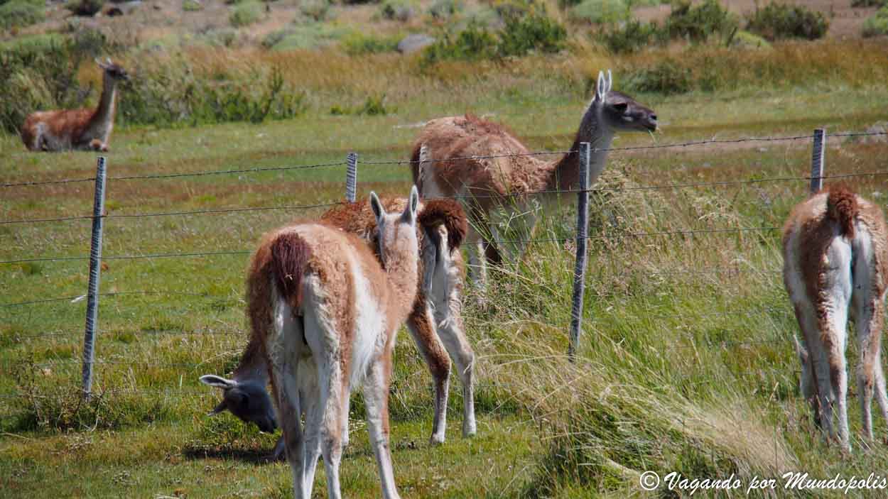 guanacos-torres-del-paine
