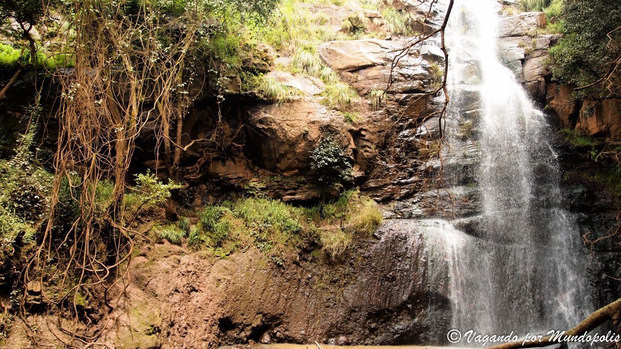 Menagesha-National-Forest-Etiopia