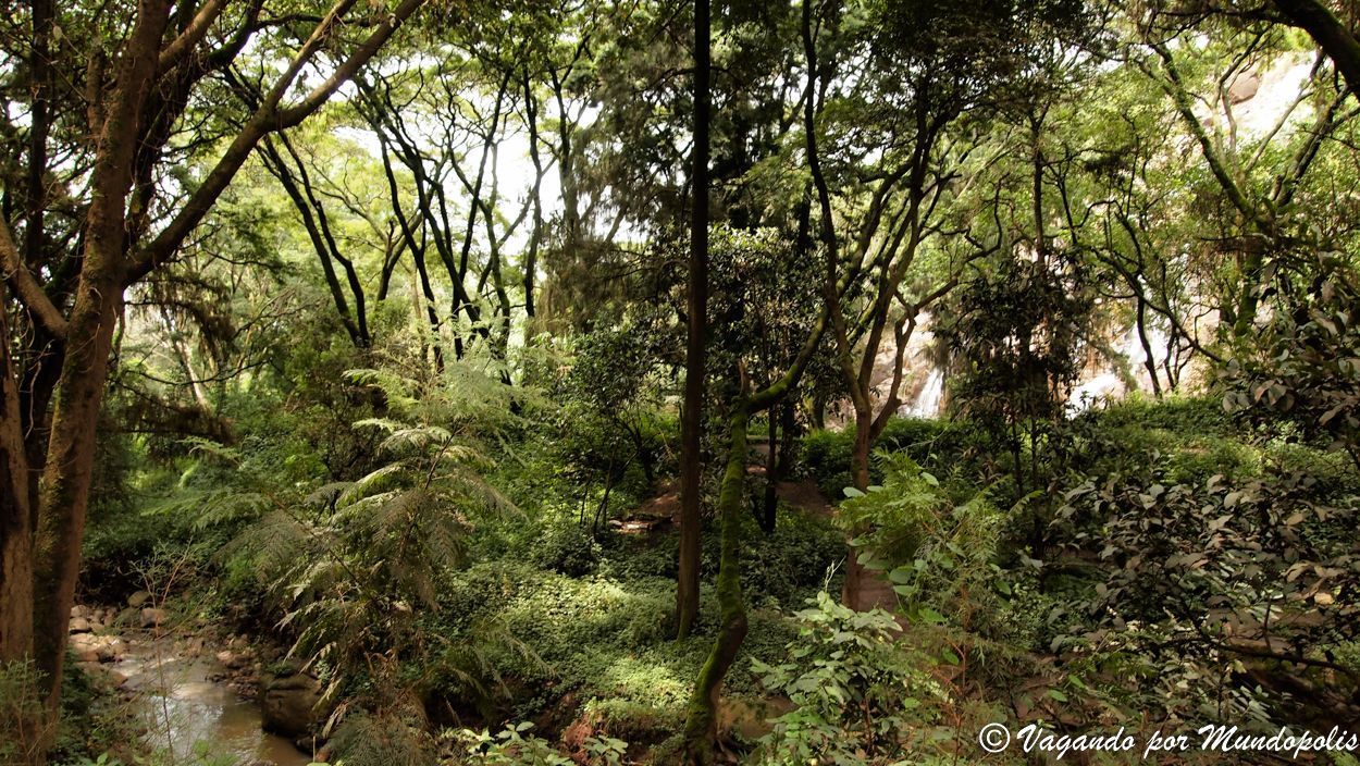 Menagesha-National-Forest-Etiopia