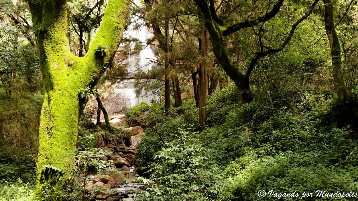 Menagesha-National-Forest-Etiopia