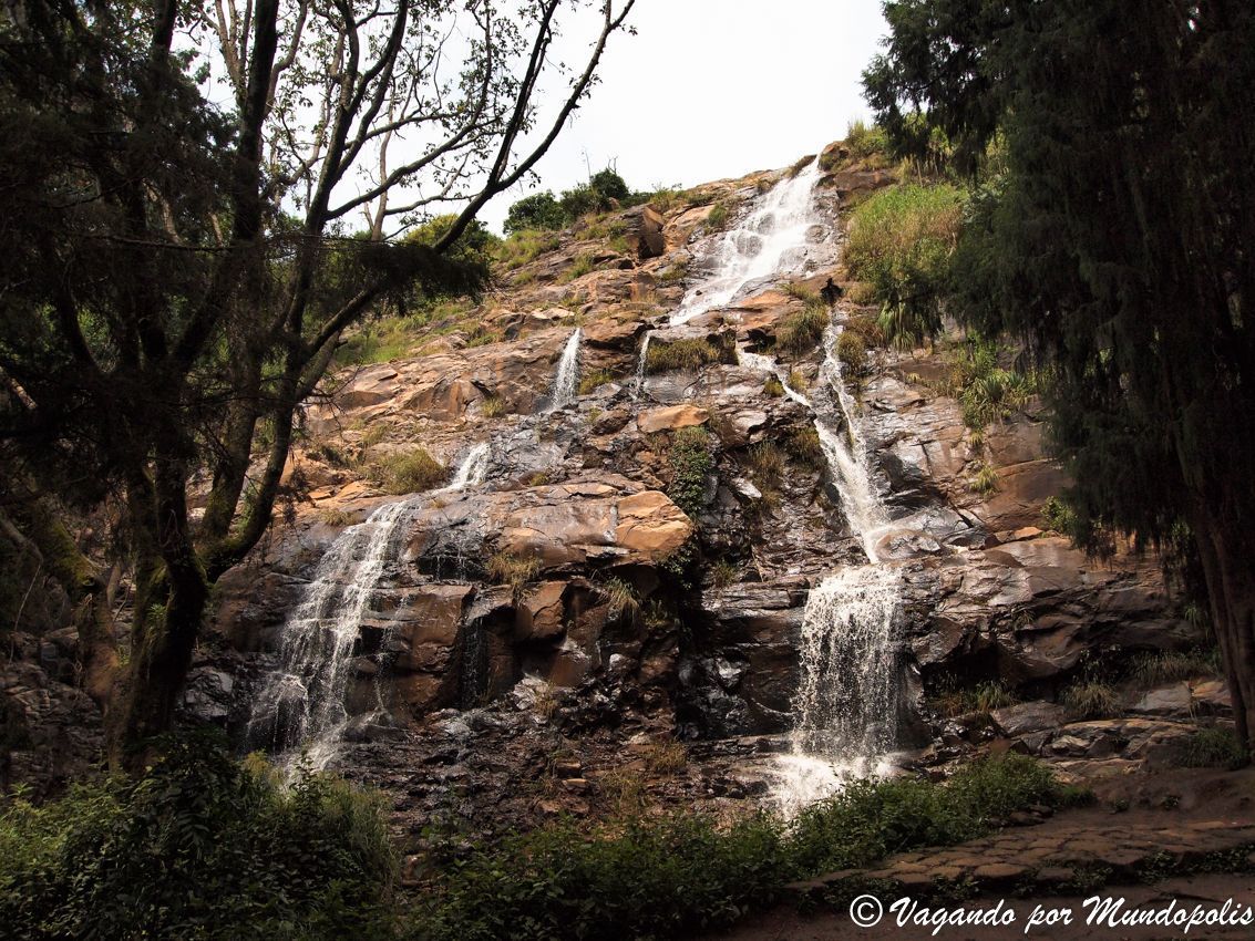 Menagesha-National-Forest-Etiopia