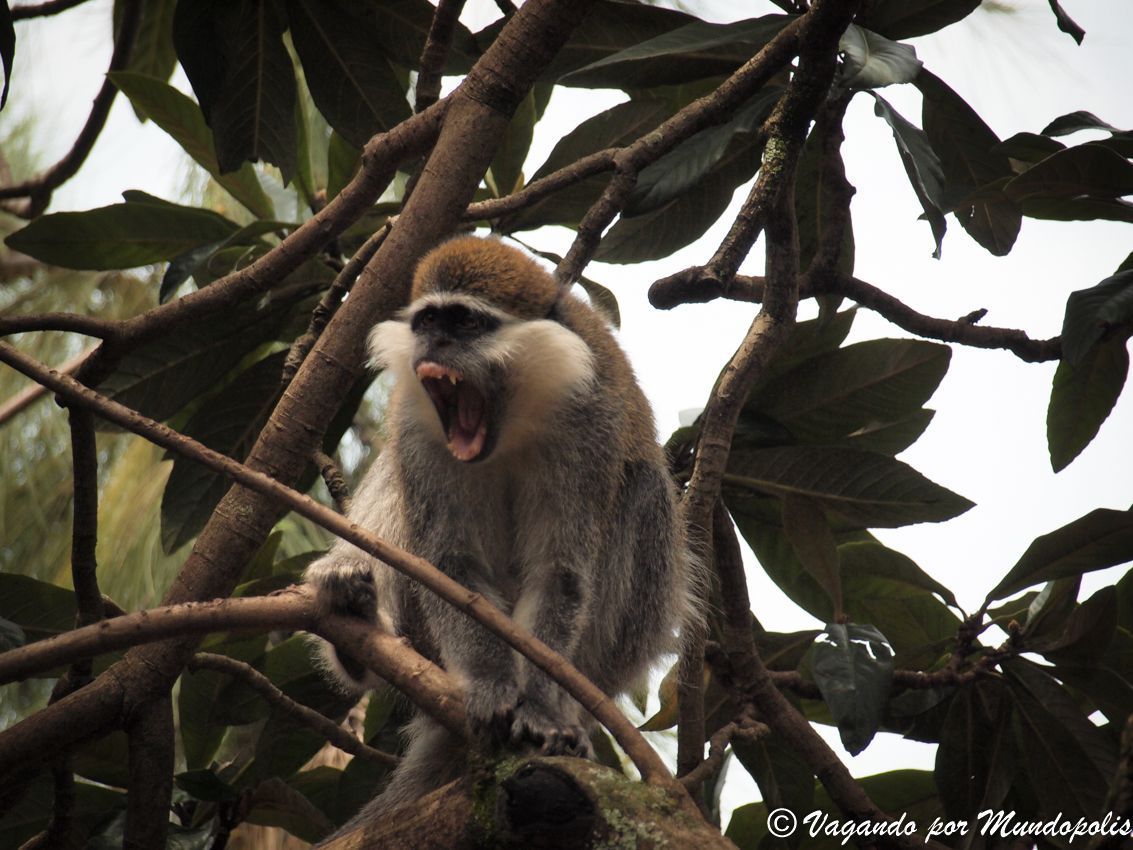 Menagesha-National-Forest-Etiopia