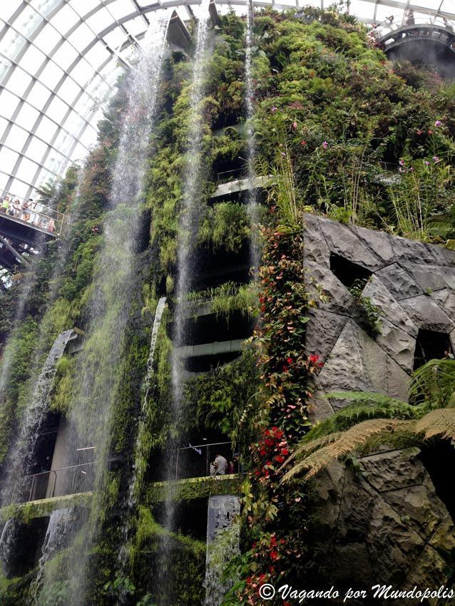 cloud-forest
