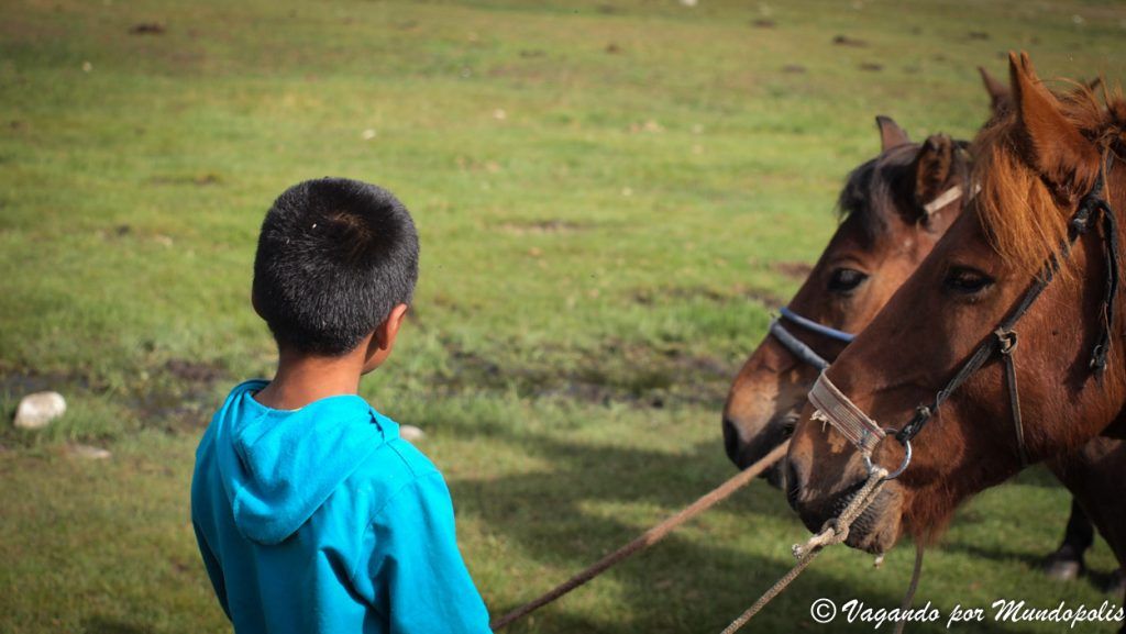 caballos-mongoles-tsenkher