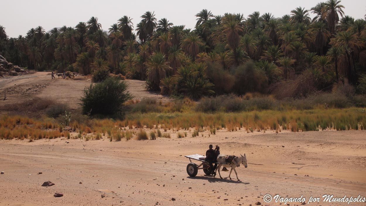 sabu-jaddi-sudan