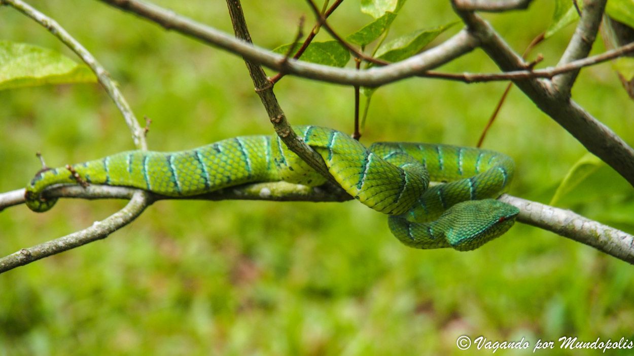 wanglers-pit-viper-borneo