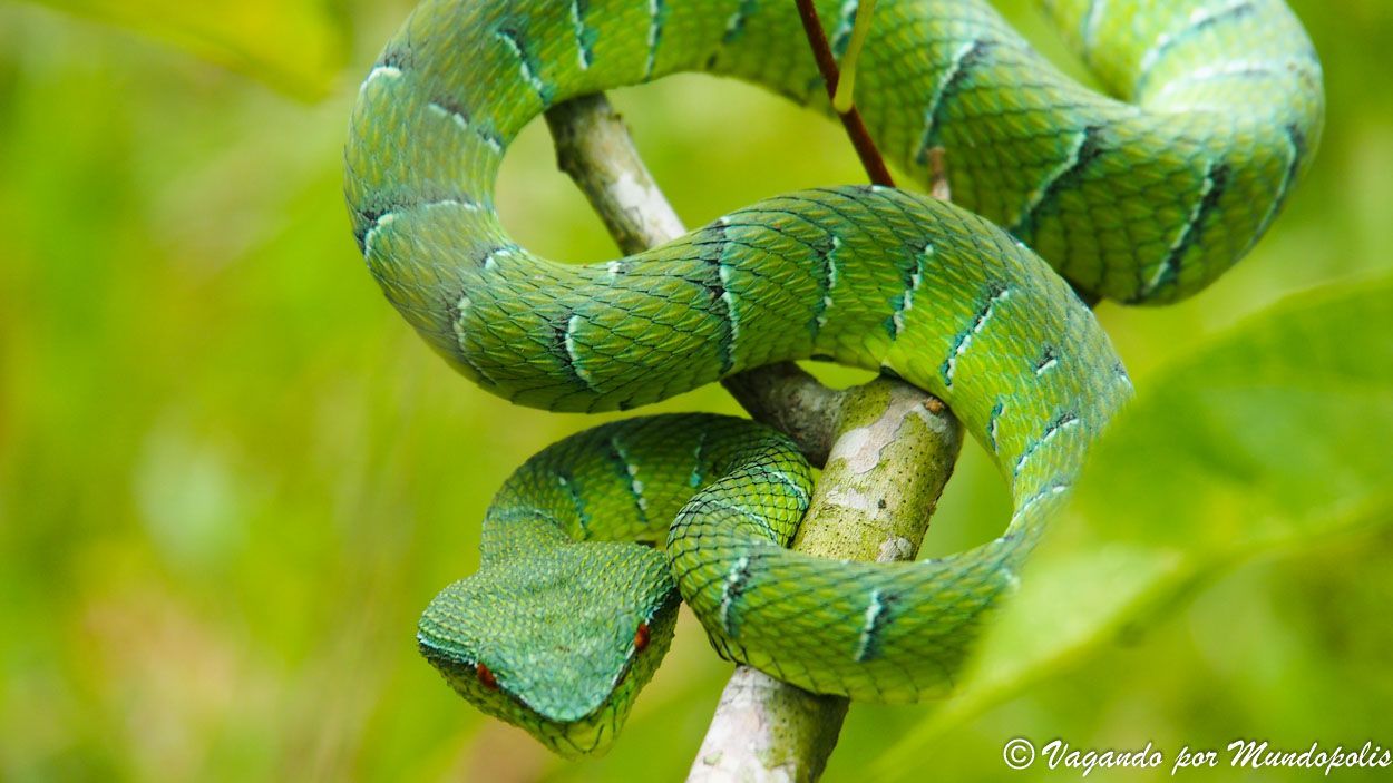 parque-nacional-bako-borneo