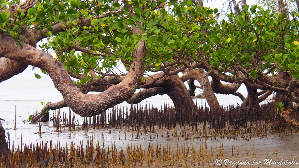 parque-nacional-de-bako-borneo