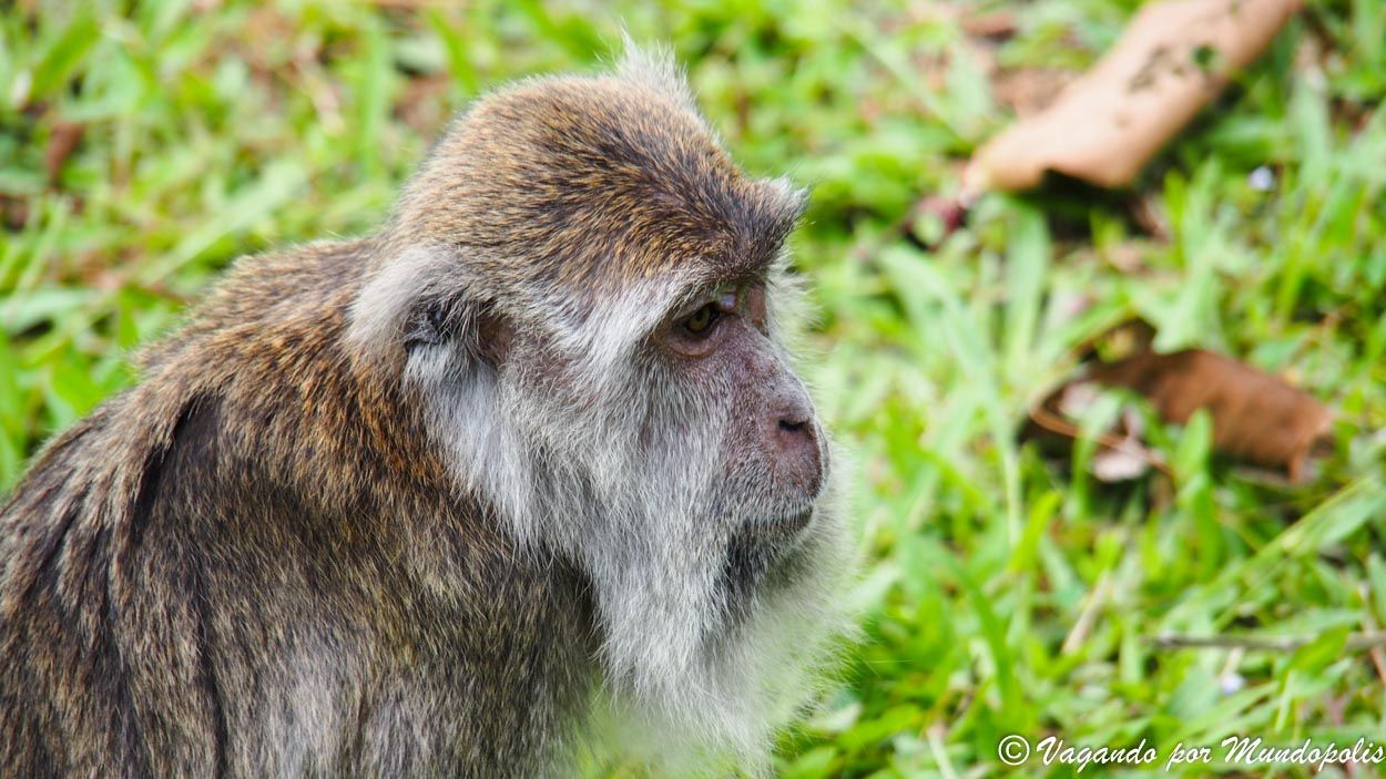 macaco-parque-bako-malasia