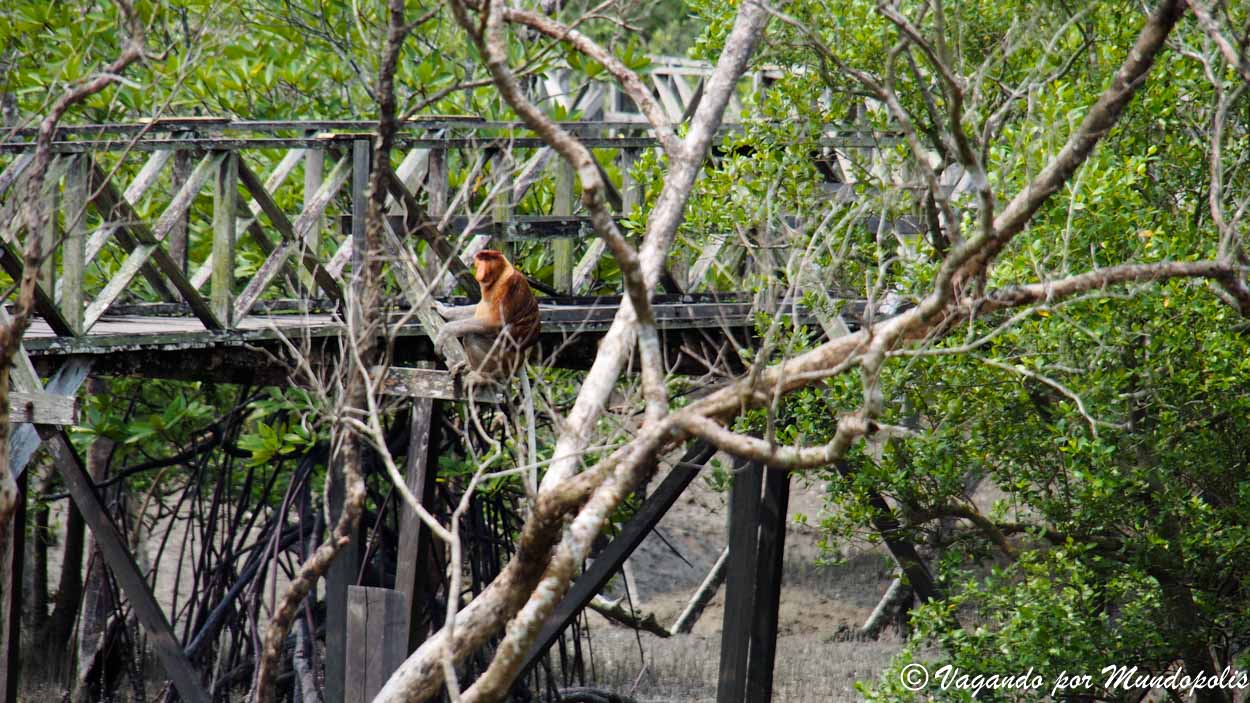 monos-narigudos-borneo