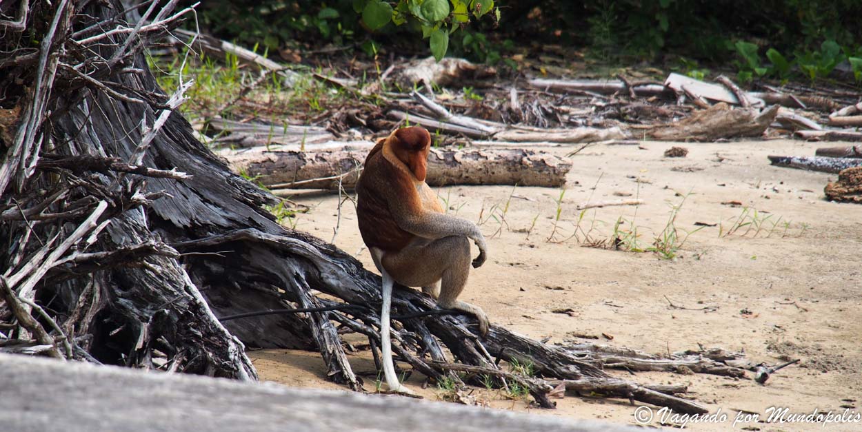 parque-nacional-bako-malasia