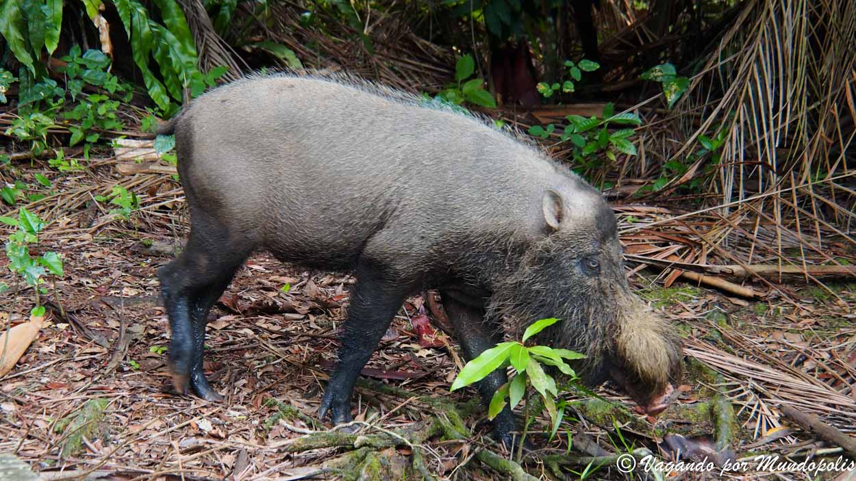 cerdo-borneo-malasia