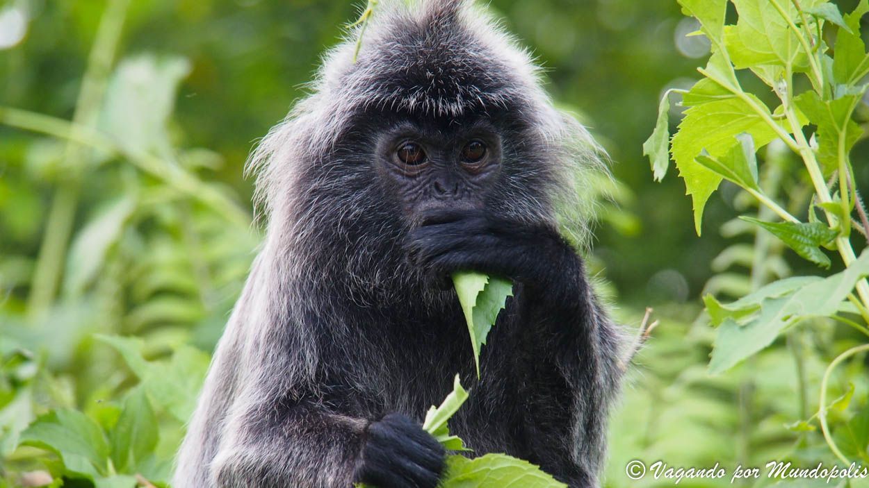 parque-nacional-bako-borneo